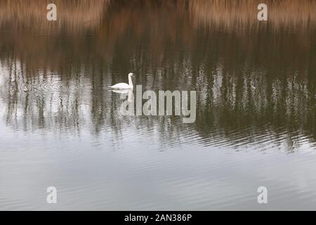 Bella cigno bianco con marcature nere sulla testa che nuotano attraverso un lago di Kragujevac facendo increspature in acqua e riflessi di lamelle morbide Foto Stock