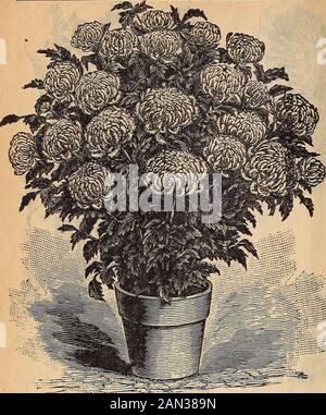 36th catalogo annuale : cosa piantare come piantare quando piantare . me Crozy-Crimson, con giallo. Regina Charlotte - Scarlet centro, con arancione. P. J. Berkman - rosso ciliegia. Souv. De Antoine Crozy: Scarlatto cremisi e giallo.Zebrina: Rosso scuro; alto. Clematis.Each 75c; Ogni Due per 1,25 dollari, Quattro per 2,25 dollari. GRANDE A FIORI: HARDY. Questo scalatore eccezionalmente fine, duro è così generalmente Knownand così in favore con ogni che ha bisogno di poco description.These fiori, quattro a sei pollici attraverso, coprire la verde fogliagethrough la maggior parte della primavera e l'estate. Una pianta fiorita è una delle più conche Foto Stock