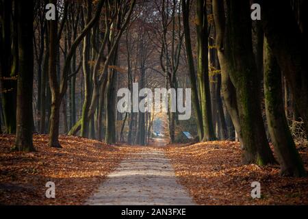 Lungo rettilineo di pista di sabbia attraverso il bosco misto Foto Stock