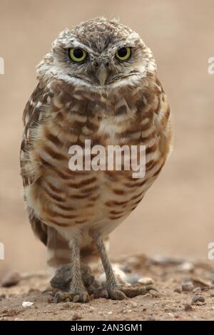 Scavando la civetta (Athene cunicularia), Arizona Foto Stock