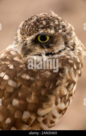 Scavando la civetta (Athene cunicularia), Arizona Foto Stock