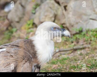 Close-up di un grifone Foto Stock