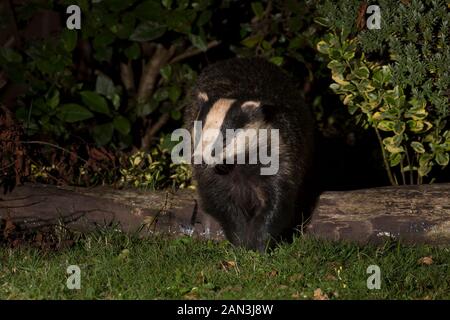 Il tasso urbano selvaggio (Meles meles) isolato al buio, visitando il giardino britannico di notte, catturato sotto i riflettori. Foto Stock