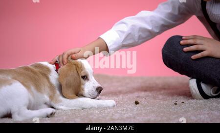 Little Boy stroking testa del grazioso cucciolo beagle su sfondo rosa, pet adozione Foto Stock