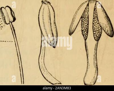 Introduzione alla botanica strutturale e sistematica, e fisiologia vegetale, : essere un 5th e vededof the Botanical text-book, illustrato con oltre tredici centinaia di woodcut . rds il pistil, che è il più comune ; ed extragse, quando si affaccia verso l'esterno. 525. Il connettivo è spesso poco evidente o completamente volente, tanto che i lobi dell'antera sono direttamente a contatto con l'apice del filamento; ma è comunemente evidente. Esso viene spesso prodotto in un'appendice alla punta dell'antera, come in Magnolia e Liridendron (Fig. 470), il Papaw (Fig. 956, dove forma una cima arrotondata), e Asa Foto Stock