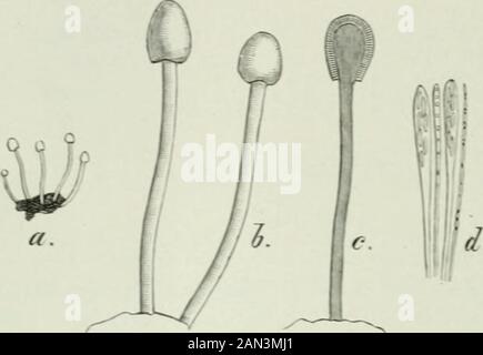 Funghi danesi rappresentati nell' erbario di ERostrup. -k Rostrup lo trovò per la prima volta nel 1884 e lo classificò come una specie di mare di Vlibris; il 9 maggio. 1887 lo trovò di nuovo in abbondanza in una fattoria di Costantia vicino Copenaghen (Saccardo ha frainteso questo nome, scrivendo Costanz Syl. XII *). Rostrup coltivò la sclerotia makinghem produrre l'apothecia da giugno a dicembre, alcuni sclerotia potrebbe ss produrre 50 apothecia e la stessa sclerotia che aveva producedethecia un anno potrebbe molto bene produrre quelli nuovi il prossimo autunno. La sclerotia è molto simile agli effetti sclerotizzanti Foto Stock