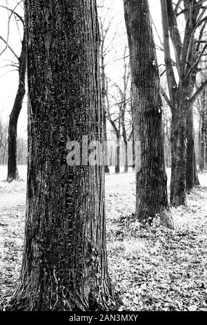 Albero con circuiti elettronici sotto la corteccia Foto Stock