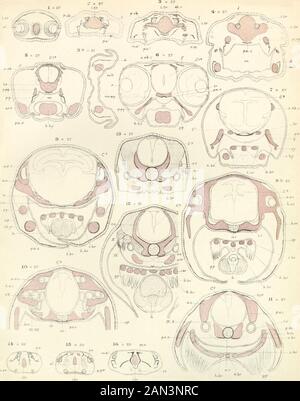 Sullo sviluppo del cranio in Lepidaosteus osseo . LEPIDOSTEUS.. F.hr I.EPIDOSTKD S. Foto Stock