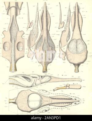 Sullo sviluppo del cranio in Lepidaosteus osseo . LEPIDOSTEUS. Foto Stock