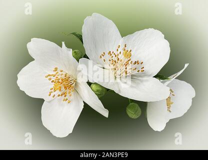 Fiori di gelsomino su sfondo bianco Foto Stock