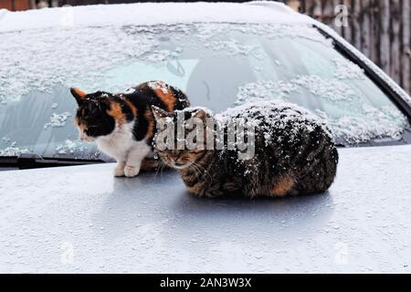 Due gatti randagi in una fredda giornata invernale innevata Foto Stock