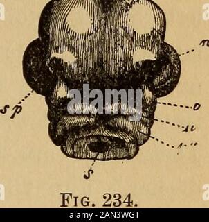L'evoluzione dell'uomo: Un'esposizione popolare dei principali punti di ontogenesi umana e filogene . Fig. 232. Fig. 233.. Z. Foto Stock