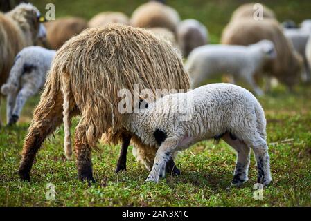 Agnello bere latte di pecora (Ovis aries) Foto Stock