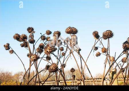 Cynrar cardunculus (cardo), Carciofo cardo e carciofo selvatico. Le teste dei fiori in inverno dopo gelate può essere essiccato è una pianta perenne e completamente hardy. Foto Stock