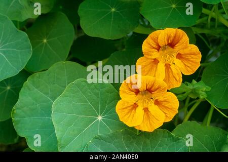 Tropaeolum Whirlybird Nasturtium una scalata e annuale finale che è unico e semi-doppia rosa rosso giallo e arancio fiori in estate e autunno. Foto Stock