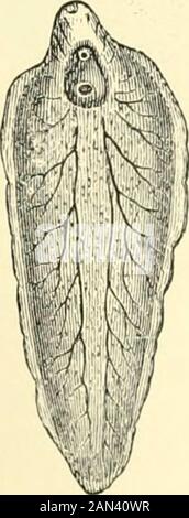 La storia naturale reale . Polystomum e larva (ingrandita). :-r^, fegato-fluke e larva (ingrandita). 468 VERMI. Perire. Alcuni comunque, con ogni probabilità, entrano nell'acqua. Quando le thishas hanno avuto luogo, l'uovo, dopo due o tre settimane, dà luogo ad un embrione conico, ciliato, libero-nuotante, dotato di un occhio doppio e rudimenti di un sistema escretorio. Per mezzo delle sue ciglia, questo embrione ruota rapidamente alla ricerca di una specie particolare di stagno-lumaca. Se non riesce nella sua ricerca, perisce circa otto o dieci ore ; ma, se ha successo, procede per annoiarsi nel morbido ti Foto Stock