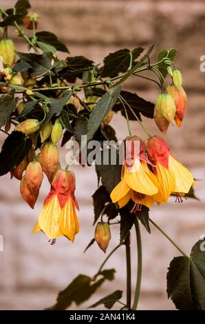 Primo piano di Abutilon Kentish Belle con fiori gialli.Un arbusto sempreverde che fiorisce durante l'estate ed è gelo duro. Foto Stock