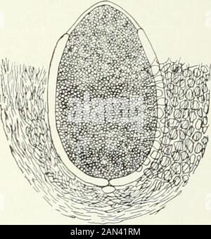 Funghi, Acomycetes, Ustilaginales, Uredinales . Fig. 82. Saccobolus violascens Boud.;archicarp ; After Dangeard. Fig- 83. Thelebolus stercorals Tde.;ascocarp con ascus singolo, x 250 ;dopo Brefeld. Le specie di Rhyparobius e Thelebolus, i due generi con asci a molte spore, sono tutte forme minute, coprofilose. Si distinguono per il fatto che Rliyparobius produce diversi grandi asci, e Thelebolus onlione (fig. 83). In entrambi i generi le cellule del micelio sono uninucleate. In Rhyparobius {Thecotheus) Pelletieri Overton ha descritto diversi IV] PEZIZALES l 2 i arco multicellulare Foto Stock