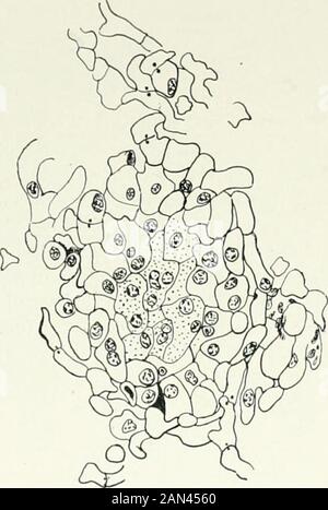 Funghi, Ascomycetes, Ustilaginales, Uredinales . 68. Humaria granulata Quel.; a. fusione di nuclei in oogonium, X3200; ^.oogoniumding a hyphae ascoogenous, x isjo; dopo Blackman ami Fraser. Le cellule vegetative crescono e investono l'arcicarpo, formando una guaina closepseudoparenchimatosa in cui l'iphae ramify.They ascogenous dà origine finalmente all'asci nel modo usuale. Quattro cromosomi sono stati registrati nell'iphae ascoogenico, otto nella prima divisione in ascus e quattro nelle due successive IV] IKXIZAI.KS 11 • mitosi. Ciò implica che il numero gametofitico è quattro, e tha Foto Stock