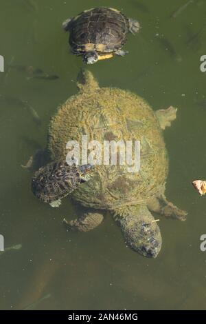 Cursori rossi (Trachemys scripta elegans), che si nutrono di alghe sulla parte posteriore della tartaruga di cattura, Chelydra serpentina, Maryland Foto Stock