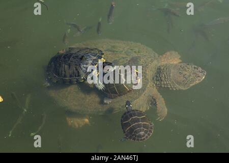 Cursore rosso-rosso (Trachemys scripta elegans), e le tartarughe dipinte (Chrysemys pitta) sul retro della tartaruga di cattura, Chelydra serpentina, Maryland Foto Stock