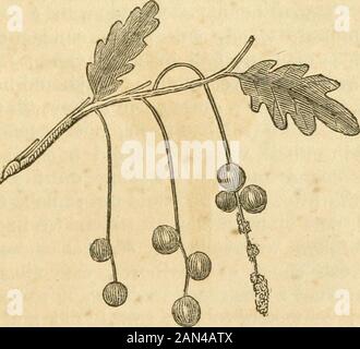 Storia naturale degli insetti : comprendente la loro architettura, trasformazioni, sensi, cibo, abitudini--raccolta, conservazione e sistemazione. Descritto, questo è di una struttura dura, ligneosa, eforma una protuberanza irregolare, a volte alle MOSCHE DELLA GALLINA. 387 estremità, e talvolta sul corpo, di un ramo, Ma invece di uno, questo ha un numero considerevole di cellule, distribuite irregolarmente attraverso la sua sostanza. La struttura è piuttosto spugnosa, ma fibrosa; Eesternamente la corteccia è più liscia di quella del thebranch su cui si sviluppa.* Le sfere di ribes (come le chiamano i francesi) della theoak sono e. Foto Stock