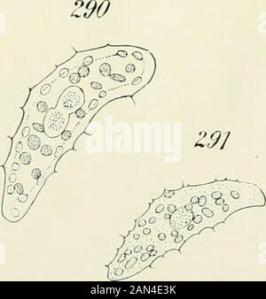 Opalina : la sua anatomia e riproduzione, con una descrizione degli esperimenti di infezione e una rassegna cronologica della letteratura . Polpaccio MET. Foto Stock