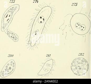 Opalina : la sua anatomia e riproduzione, con una descrizione degli esperimenti di infezione e una rassegna cronologica della letteratura . 29Z Foto Stock