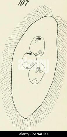 Opalina : la sua anatomia e riproduzione, con una descrizione degli esperimenti di infezione e una rassegna cronologica della letteratura . ^3. Foto Stock