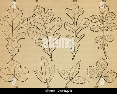 Introduzione alla botanica strutturale e sistematica, e fisiologia vegetale, : essendo un 5th e vededof il testo-libro botanico, illustrato con oltre tredici cento legature di legno, è termedsinuato (Fig. 258). Quando la foglia viene tagliata in modo irregolare e netto nella lama, si dice che sia incisa (Fig. 259); quando le porzioni (o segmenti) sono più definiti, si dice che siano lobate (Fig.260, 264); e i termini a due lobi, a tre lobi (Fig. 2Qi), cinque-becl,&c, esprime il numero dei segmenti. Se le incisioni si estendono verso il centro della lama, o un po 'più profondo, e soprattutto se Foto Stock