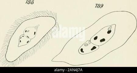 Opalina : la sua anatomia e riproduzione, con una descrizione degli esperimenti di infezione e una rassegna cronologica della letteratura . Foto Stock