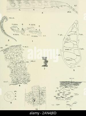 Giornale di zoologia sperimentale . 497 PIASTRA 2 SPIEGAZIONE DELLE FIGURE da 11 a 15 Queste figure sono arcuate da una singola piuma in regioni simili ma a livelli suc-cessivi e mostrano i diversi passi nella differenziazione della piuma. 11 Creste sono formate e le piastre laterali ben definite, due celle di pigmento sono presenti. X 430. 12 le cellule delle piastre laterali si allungano e si sviluppano intobarbule. Le cellule di pigmento specializzate non sono attive. X 430. 13 Barbules ben sviluppato; barb che diventa definito. Il processo di pigmentazionenon riguarda le cellule pigmentate. X 430. 14 Barb e barbole ben definiti. X Foto Stock