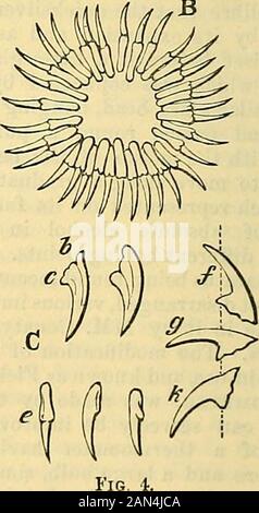 cooley's cyclopedia of Practical receipes and collateral information in the Arts, Manufactures, Professions, and trades including medicine, pharmacy, hygiene, and Domestic economy : progettato come integrazione completa alla Farmacopea e libro generale di riferimento per il fabbricante, il commerciante, il dilettante e i capi delle famiglie. S Tig. 3.3 rappresenta una vista trasversale di un echinococcus; s S sono dischi suctoriali; i tebooklet possono essere visti circondando un membranousdisk. In Fig. 4 noi abbiamo una rappresentazione di: Il circlet di questi opuscoli, b, che sono trentaquattro in numero; C dà vari v Foto Stock