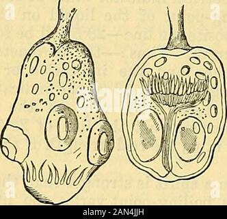 cooley's cyclopedia of Practical receipes and collateral information in the Arts, Manufactures, Professions, and trades including medicine, pharmacy, hygiene, and Domestic economy : progettato come un supplemento completo alla Farmacopea e al libro generale di riferimento per il fabbricante, il commerciante, il dilettante e i capi delle famiglie . La dimensione dell'embrione varia da -j^th a•gLth di una linea a yjth a -^th, a seconda della sua forma allungata o contratta. Fig. 2 rappresenta. Fig. 2.due Echinococchi. Nell'una la testa è disegnata all'interno del veicolo, e nell'altra è estrusa. Foto Stock