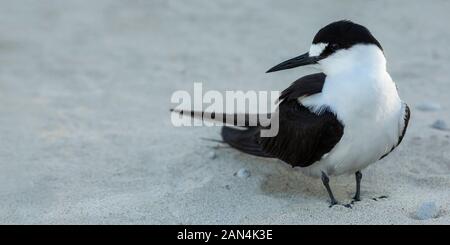 Fuligginosa tern bird, Onychoprion fuscatus uccelli marini, in piedi su una spiaggia di sabbia, il fuoco selettivo vista con copia spazio, Isola di Lord Howe, Nuovo Galles del Sud, Aus Foto Stock