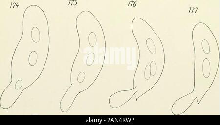 Opalina : la sua anatomia e riproduzione, con una descrizione degli esperimenti di infezione e una rassegna cronologica della letteratura . Foto Stock
