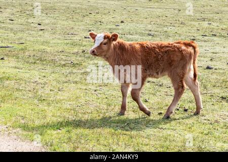 Giovane vacca marrone in campo libero pascolo verde, pacifica rurale scena, di vitello a piedi, tre quaters vista della faccia Foto Stock