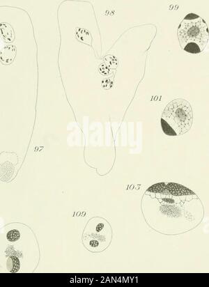 Opalina : la sua anatomia e riproduzione con una descrizione degli esperimenti di infezione e una revisione cronologica della letteratura . Metcalf. HJ,S. 11,5 / ^A 110 Foto Stock