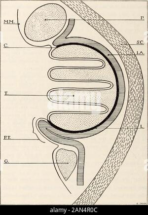 Ufficiale di oftalmologia, otology e laryngology . dalla fine della stru-mento. Rimuovere la pinza e enucleate tonsille, lasciando il hemostaton. Dopo la emostatico ha frantumato i tessuti da cinque a tenminutes la ruota che controlla il emostatico è girata in rightand lo strumento ritirati dalla bocca. Uponwithdrawing immediatamente lo strumento dalla bocca, i tessuti che compressa havebeen sembrano incollati insieme, ma sarà presto separate, leavinga molto lisce fossa?. ( Fig. 4.) Un caso occasionale è visto in cui una operazione incompleta orinflammatory processi hanno lasciato t Foto Stock