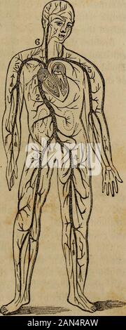 'L'anatomia, la fisiologia e le leggi della salute;" . e provocando il sangue toflow. Questi piccoli vasi sono chiamati capillare (che significa capelli) onaccount del loro essere così piccole; ma un capello, confrontato con suchtubes, dice Magendie, è un enorme cilindro! Essi sono così piccola chela l'aiuto di un microscopio è richiesto per vederli. Uno di carattere-istics di infiammazione è un aspetto rosso della parte; questo è owingsimply al TEM che i vasi capillari sono distesi e highlycharged con sangue. Lo stesso si osserva quando una signora arrossisce. Esso isthe ristagno del sangue nel suo passaggio attraverso queste navi Foto Stock