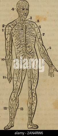 'L'anatomia, la fisiologia e le leggi della salute;" . ng liberamente. Le arterie sono avvolte in guaine di un lasco texture cellulare(stesso che avvolgono i muscoli), che li separano dal recinto parti adiacenti, e racchiudono anche le vene e i nervi che generalmente li accompagnano. Tutti i grandi arterie sono profondamente radicate, da cui arrangementthey sono protetti da eventuali lesioni da incidenti, mentre le vene, whichdo non comportano così gravi conseguenze nel caso di ferite, sono gene-rally posizionato vicino alla superficie del corpo-spesso sottoil immediatamente la pelle, come sul dorso della mano e al polso. Fig. Foto Stock