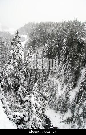 Coperta di neve alberi sempreverdi nella profonda valle a Brandywine cade Parco Provinciale, British Columbia, Canada Foto Stock