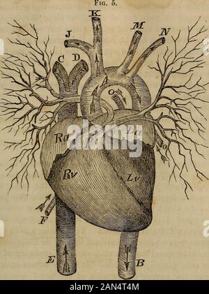 'L'anatomia, la fisiologia e le leggi della salute;" . circondato da un forte saccalled membranosa il pericardio, che lo protegge e confini alla Sua properplace. Essa occupa una posizione obliqua nel torace e almostwholly è coperto dai lobi del polmone sinistro. Il mezzo weightof il cuore, negli adulti è da otto a dieci once, essendo circa informare più pesante nell uomo che nella donna. Il cuore ha quattro cavità, di cui due sono chiamati auricole e twoventricles; e dalla sua particolare struttura può essere propriamente calleda doppio organo, avente due lati, la destra e la sinistra con anauricle e Foto Stock