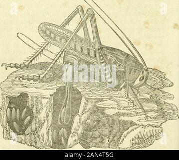 Storia naturale di insetti : comprendente la loro architettura, trasformazioni rileva, cibo, abitudini--raccolta, conservazione e disposizione . arge fila ofserrated zanne. Con la loro forte ganasce dentate simile ala cesoie di aragoste artigli, essi perforare e * Entomologie, par R. E., 18mo., Paris, 1826, p. 16S,FOL. Iv^ 21* 246 AaCHITEGTURE insetto, round i loro curiosi celle regolari, non avente alcuna fore-artigli per scavare con, come la mole-cricket. Whentaken nella mano, non tentare mai di defendthemselves, sebbene armati con tale formidabile wea-Pons. Di tali erbe come crescere circa la bocca"oftheir bur Foto Stock