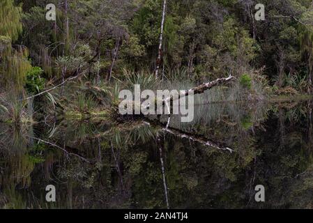 Immagini speculari in Mirror Tarn, Oparara bacino, Karamea Foto Stock