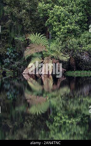 Immagini speculari in Mirror Tarn, Oparara bacino, Karamea Foto Stock