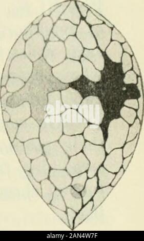 Opalina : la sua anatomia e riproduzione, con una descrizione degli esperimenti di infezione e una rassegna cronologica della letteratura . Foto Stock