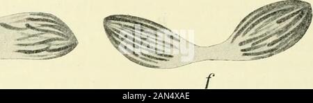 Opalina : la sua anatomia e riproduzione, con una descrizione degli esperimenti di infezione e una rassegna cronologica della letteratura . Foto Stock