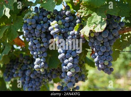 Maturazione uve appendere al sole nei campi di una cantina. Foto Stock