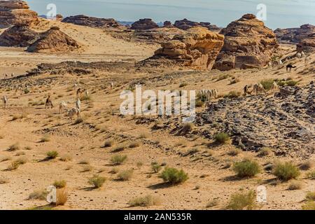 Scena di allevamento di cammelli nel deserto Foto Stock